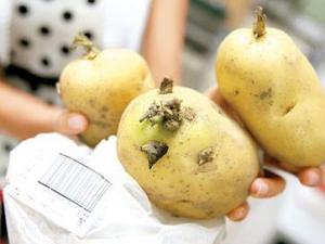 哪些食物有毒?餐桌上常見的十大有毒的食物