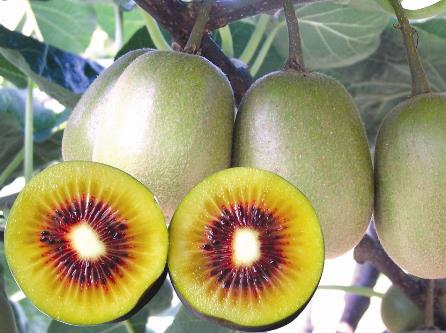 獼猴桃怎么吃?吃獼猴桃的注意事項