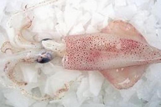 魷魚屬于發物嗎?哪些人不宜吃魷魚?