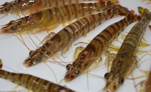 基圍蝦的頭有蝦黃嗎?基圍蝦是海蝦還是河蝦?