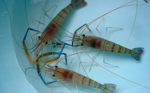 羅氏蝦含碘嗎 羅氏蝦找不到蝦線怎么辦