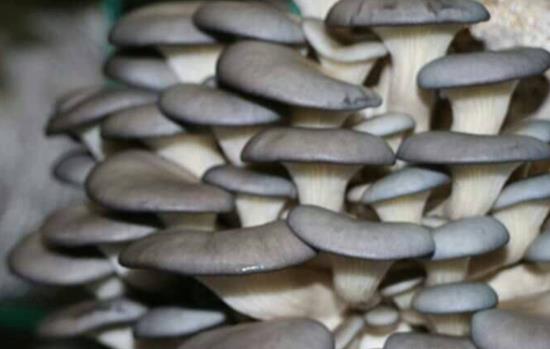 腎炎可以吃平菇嗎?吃平菇有哪些好處?