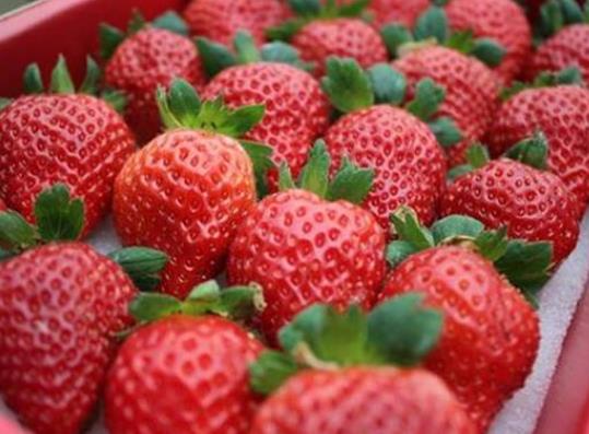 ?吃草莓會(huì)導(dǎo)致得出血熱真的假的?草莓爛掉一點(diǎn)還能吃嗎