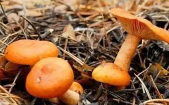 孕婦可以吃松樹菌嗎?孕婦吃松樹菌有哪些好處?