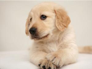 被狗咬了怎么辦?被狗咬預(yù)防措施