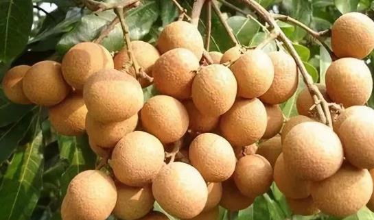 吃龍眼會(huì)上火嗎?糖尿病患者可以吃龍眼嗎?