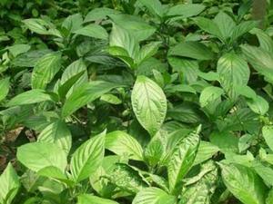 哺乳期能喝板藍根嗎？板藍根的功效與作用