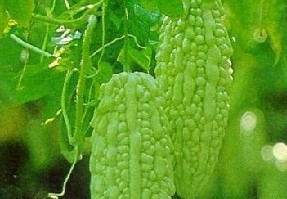 痱子怎么治?苦瓜汁治療痱子的偏方