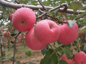 經(jīng)期能吃蘋果嗎?經(jīng)期吃蘋果好嗎