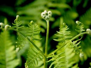 蕨菜的營養價值-蕨菜的做法