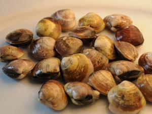 文蛤怎么做？文蛤的營養價值-文蛤的做法