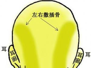 骨相圖解:左右撒插骨