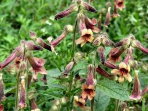 熟地是什么-熟地的功效與作用