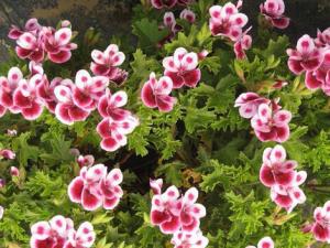 天竺葵有毒嗎？家里有孕婦能養(yǎng)天竺葵嗎？