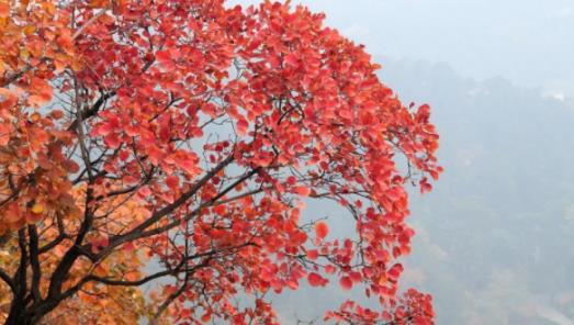 北京香山的紅葉什么時候最紅 香山紅葉幾月份好看