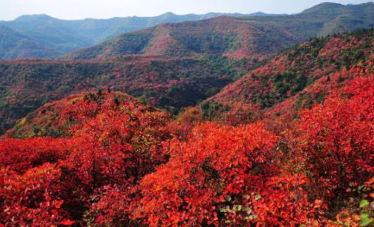 北京香山的紅葉什么時候最紅 香山紅葉幾月份好看