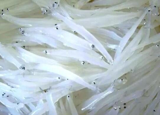 中國最常吃的十種淡水魚,草魚能開胃滋補、鯖魚魚肉堅實