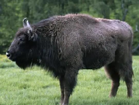 八大最兇猛的牛排名,家牛是力量的象征、白肢野牛數量稀少