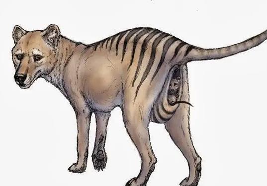 十大已經滅絕的動物排行榜,霸王龍曾是地球霸主、埃及重腳獸像犀牛