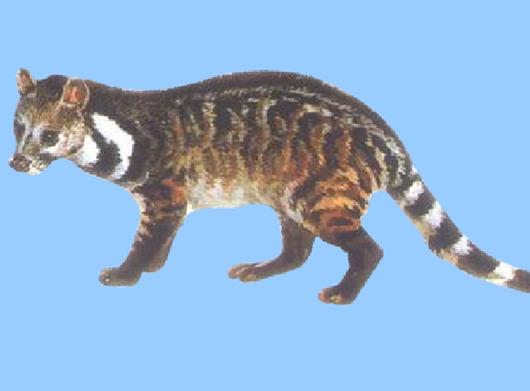 十大已經滅絕的動物排行榜,霸王龍曾是地球霸主、埃及重腳獸像犀牛