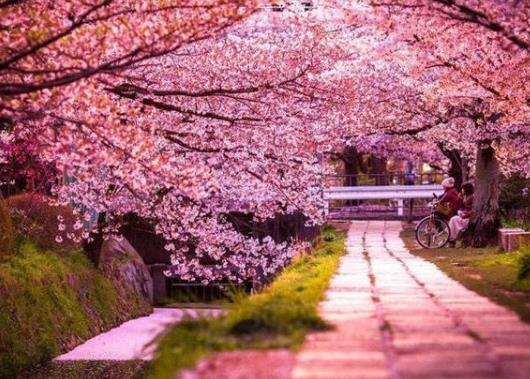 去武漢看櫻花穿什么衣服?什么時候去武漢大學(xué)看櫻花最好
