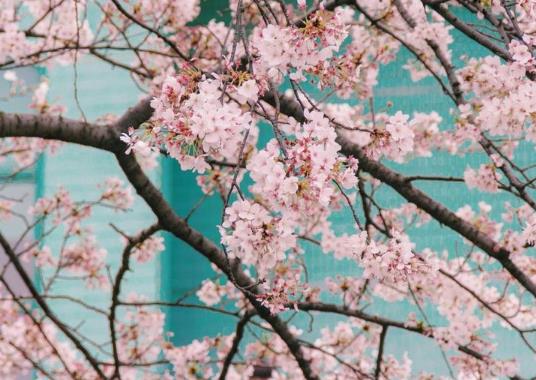 三月中旬能去武漢大學看櫻花嗎?3月去武漢看櫻花需要做核酸檢測嗎