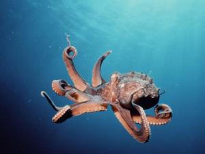 章魚的營養價值與功效-章魚的適宜人群