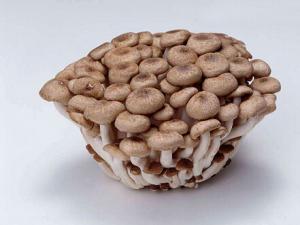 蟹味菇的營養及功效-蟹味菇的適用人群