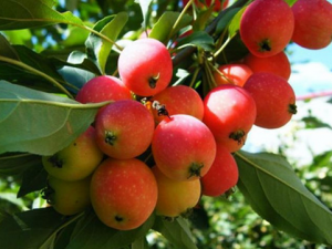 食用海棠果的注意事項-海棠果的功效與作用