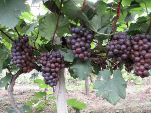 夏黑葡萄的種植技術-夏黑葡萄的功效與作用
