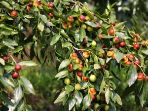 酸棗仁怎么吃?酸棗仁的功效與作用