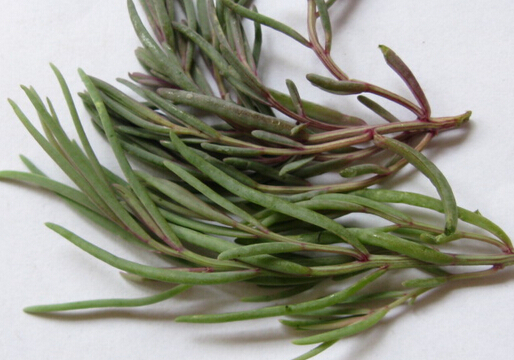 ��Ӣ����ɶ����Ӣ�˵Ĺ�Ч