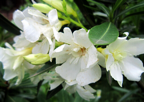 �d�ӻ���ʳ���rֵ-�d�ӻ��Ĺ�Ч�c�Է�