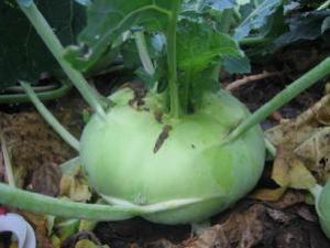 蔓菁有什么功效?蔓菁的營養價值及作用