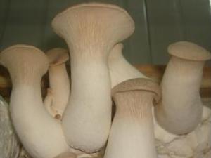 杏鮑菇的營養價值-杏鮑菇的功效與作用