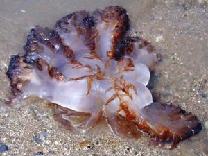 海蜇的營養價值-海蜇怎么吃最好