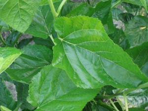 桑葉的美容功效-如何用桑葉美容養顏