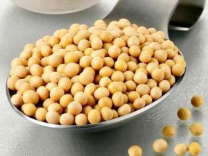 常吃黃豆有什么好處?黃豆的營養(yǎng)價值、功效與作用