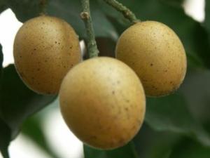 吃黃皮果有什么好處?黃皮果的功效與作用