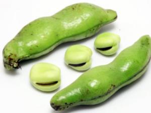 蠶豆的營養價值、功效與作用-蠶豆的做法大全