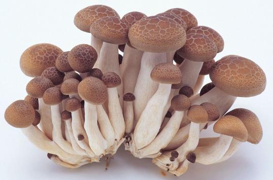 吃蘑菇上火嗎?蘑菇的營養(yǎng)價值 蘑菇的功效與作用