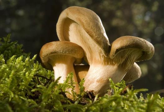 吃蘑菇上火嗎?蘑菇的營養(yǎng)價值 蘑菇的功效與作用