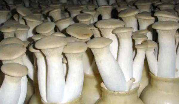 ���U���Lʲô���ӈDƬ ���U������Щ��Ч�c����