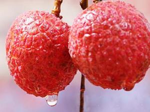 如何快速剝荔枝皮?荔枝皮怎么剝不傷手