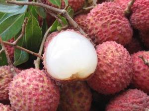 荔枝如何保鮮保存?荔枝保鮮小常識