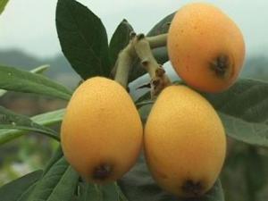 如何挑選枇杷?枇杷怎么做好吃