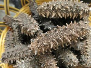 干海參怎么保存?干海參的保存方法