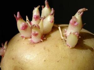 土豆怎么存放不宜發(fā)芽?土豆發(fā)芽了怎么辦