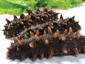 如何挑選海參？海參的挑選技巧