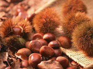 板栗怎么保存？板栗的儲存方法